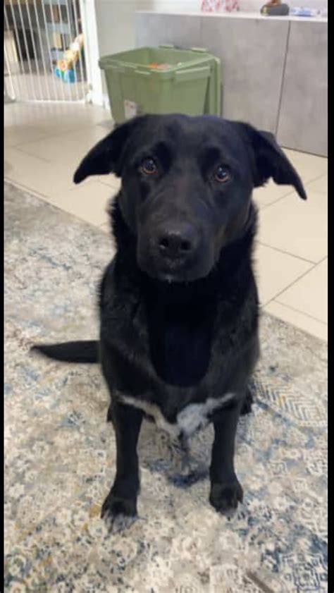 Kelpie Cross Labrador - Tanilba Bay - PetsForHomes