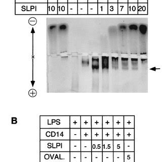 Overexpression Of Slpi Interferes With Macrophage Sensitivity To Lps