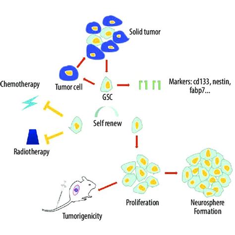 Characteristics Of Glioma Stem Cells Gscs Key Properties That