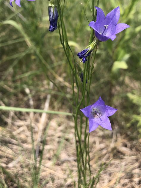 Wisconsin Wildflower Harebell Campanula Rotundifolia