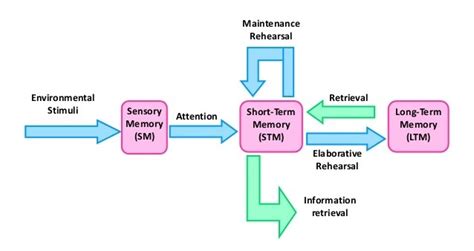 Multistore Model Of Memory Diagram Quizlet