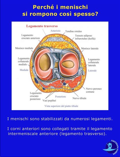 Lesione Al Menisco Le Cause I Sintomi E I Test Fisioterapia Rubiera