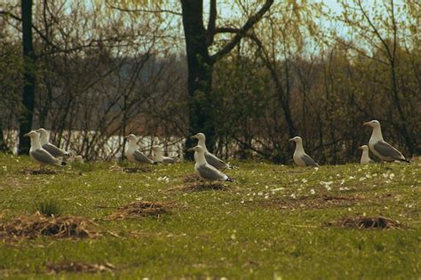 Premium Photo A Group Of Birds Are Standing In A Field Near A Body Of