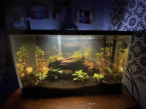 Planted Amazon river basin inspired tank : r/Aquariums