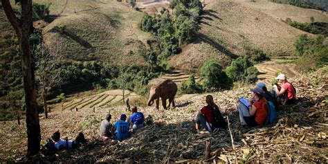 Volunteer in wildlife conservation in Thailand | GVI USA