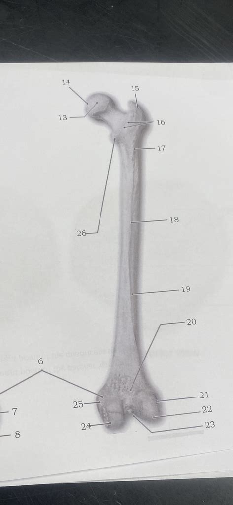 Femur Posterior View Diagram Quizlet