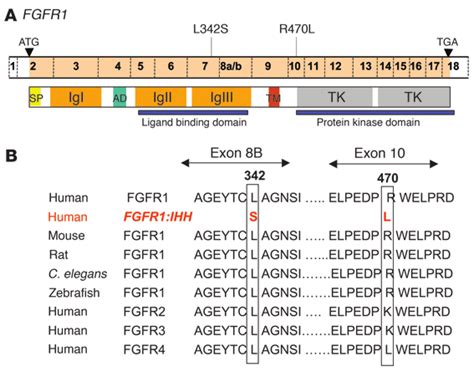 Figure Schematic Showing Location Of The 2 FGFR1 Mutations And