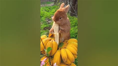 Asmr Cute Bunny Love Bananas ️🤣💕 Youtube Shortsfeed Youtubeshorts