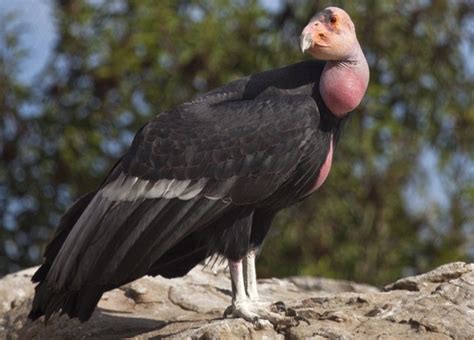 California Condor Facts, Size, Wingspan, Habitat, Diet, Pictures