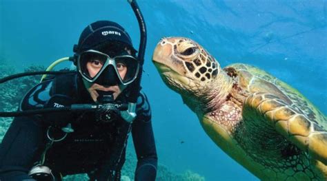 Sunlover Reef Cruises Dive Into The Great Barrier Reef Adventure