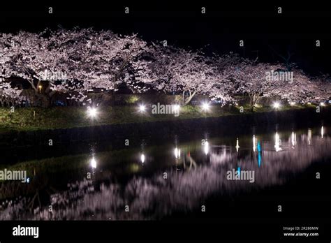 Cherry Blossoms In The Night Of The Moat Of Matsumoto Castle Stock