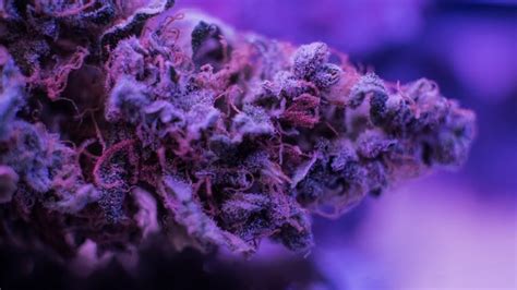 Everything You Need to Know About Purple Bud | Leafbuyer