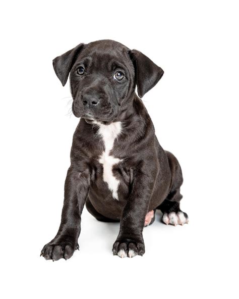Premium Photo | Cute black pit bull terrier crossbreed puppy