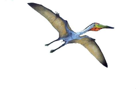 Pterodactylus Pictures & Facts - The Dinosaur Database