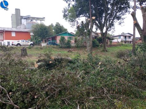 Polícia Ambiental constata corte irregular de árvores nativas Lagoa