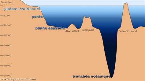 Plaine Abyssale D Finition Et Explications