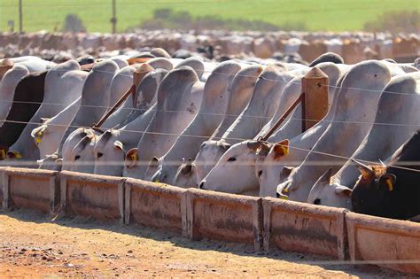 Confinamento Bovino Deve Ter Alta Em 2022 Apesar De Custo Maior