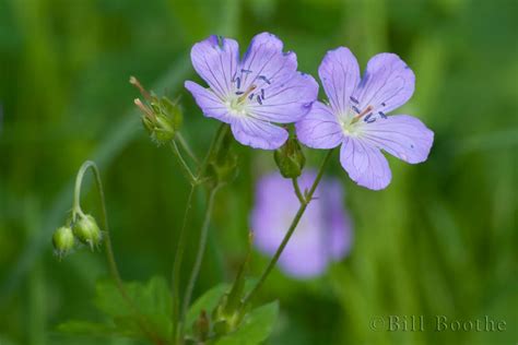spotted geranium wildflowers nature  focus