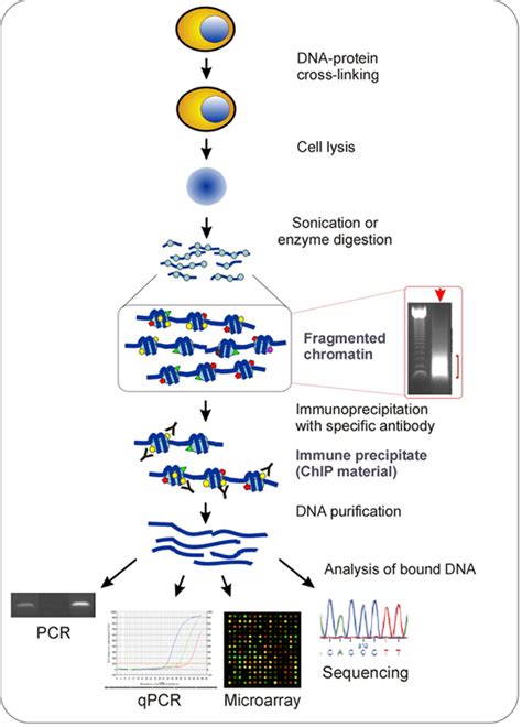 Western Blot Protocol Creative Biomart