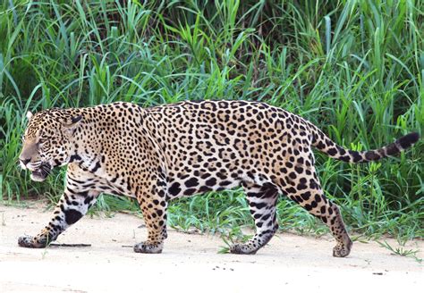 Animal Nacional De Honduras