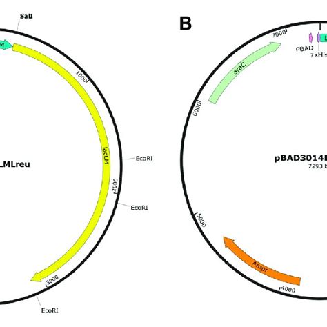 β Galactosidase Activities In Cell Free Lysates Of E Coli Cells