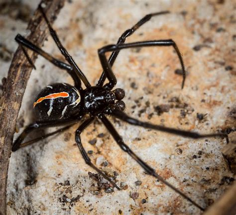 Western Black Widow Latrodectus Hesperus Bugguidenet