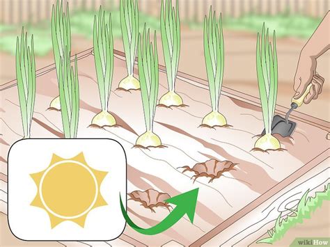 C Mo Cosechar Cebollas Pasos Con Im Genes Wikihow