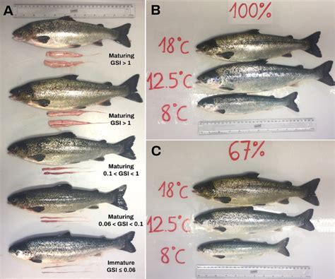 Ilustration of various males found at different stages of maturation ...