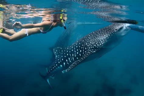 whale shark swimming cancun | MyDeepLife