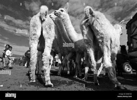 White Llamas Black And White Stock Photos And Images Alamy