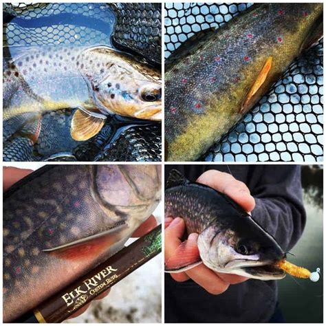 Early Season Wisconsin Trout Report Blake Tollefson