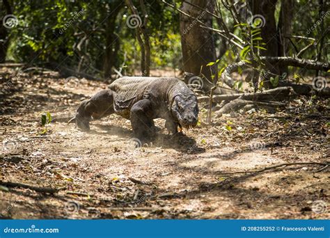 Attack of Komodo Dragon Varanus Komodoensis Giant Lizard, Indonesia ...