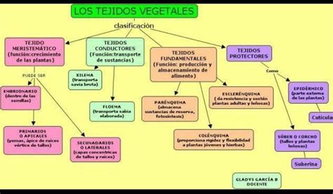 1 Completar El Siguiente Mapa ConceptualTEJIDOS VEGETALES Brainly Lat