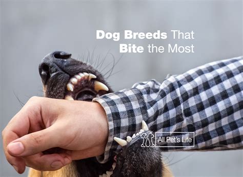 11 Dog Breeds That Bite the Most - All Pet's Life