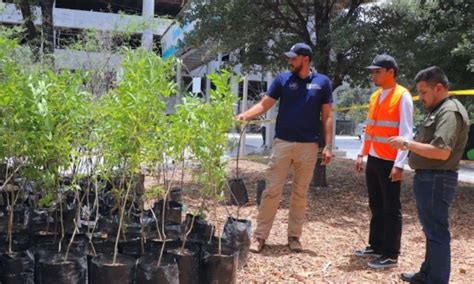 Plantan M S De Mil Rboles Tras Inicio De Bosques Ciudadanos