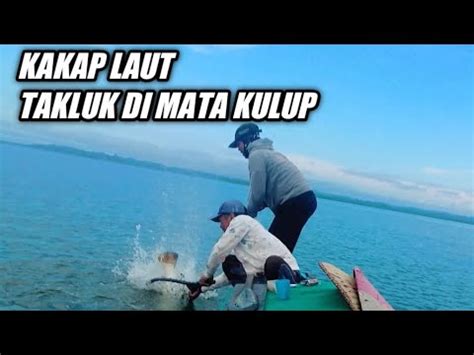 Kakap Laut Yang Pantang Menyerah Ini Harus Takluk Di Mata Kulup