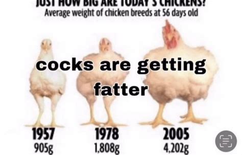 Hard Cocks Rhardimages