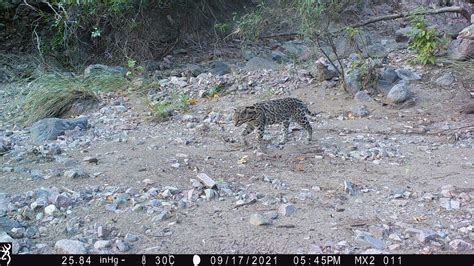 A Glimmer of Hope in the Sonoran Desert — Wildlands Network ...