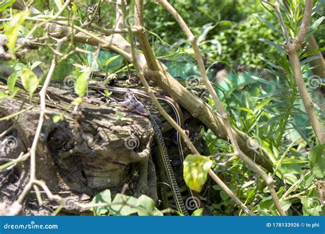 The Snake is Swallowing Prey Stock Photo - Image of oxybelis, hunt ...