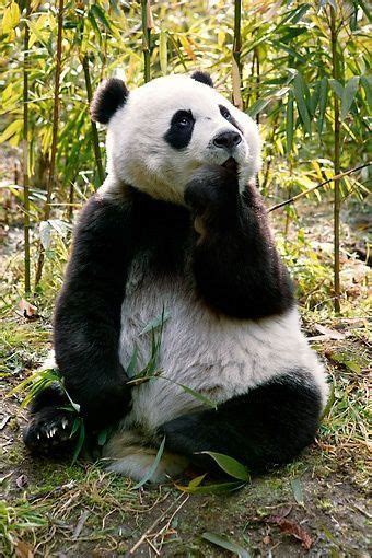 Thinking Panda Bear Panda Cute Panda