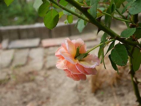 夏と秋の中間のお顔の薔薇さんたち♡ 可愛いソフトクリーム屋さん ピーチヒルの薔薇日記 楽天ブログ