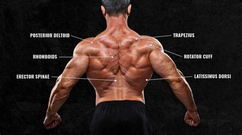 The Anatomy of Your Back Muscles, Explained (and How to Train Them ...