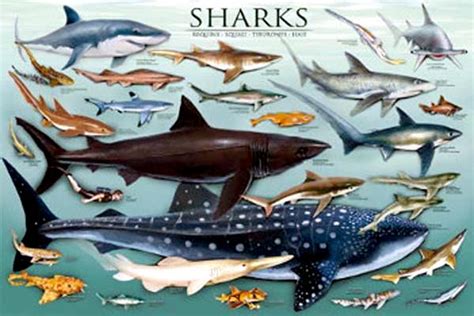 World of Sharks – "OCEAN TREASURES" Memorial Library