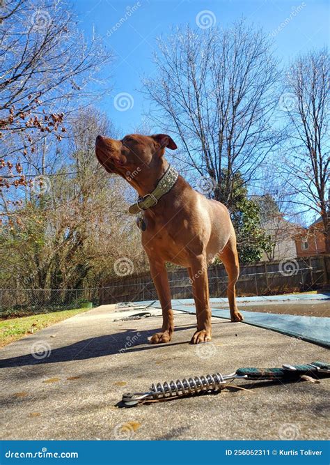 Red Nose Pitbull Dog Standing Tall Stock Image - Image of outside