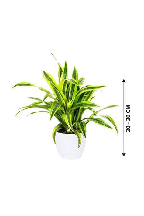 Dracaena Lemon Lime Mini Lemon Lime Plant Plantsworldae