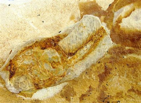 NOTHOSAURUS FOSSIL - Is It Real? How to Recognize Fossil Fabrications ...