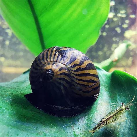 The Big Nerite Snail And Little Young Shrimp Aquarium Snails Snail