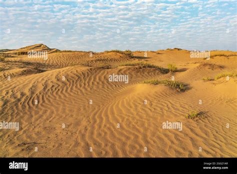 sand dunes  sparse vegetation   desert stock photo alamy