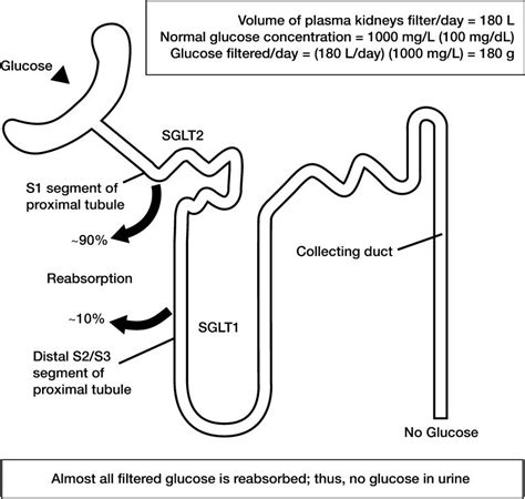 Glucose Transporters In The Renal Proximal Tubule Data Suggest