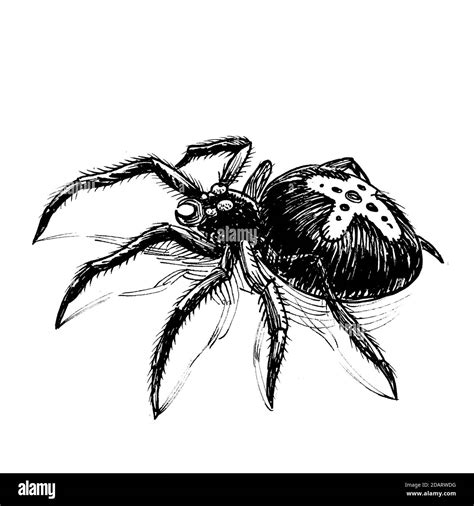 Poisonous Spider Ink Black And White Drawing Stock Photo Alamy